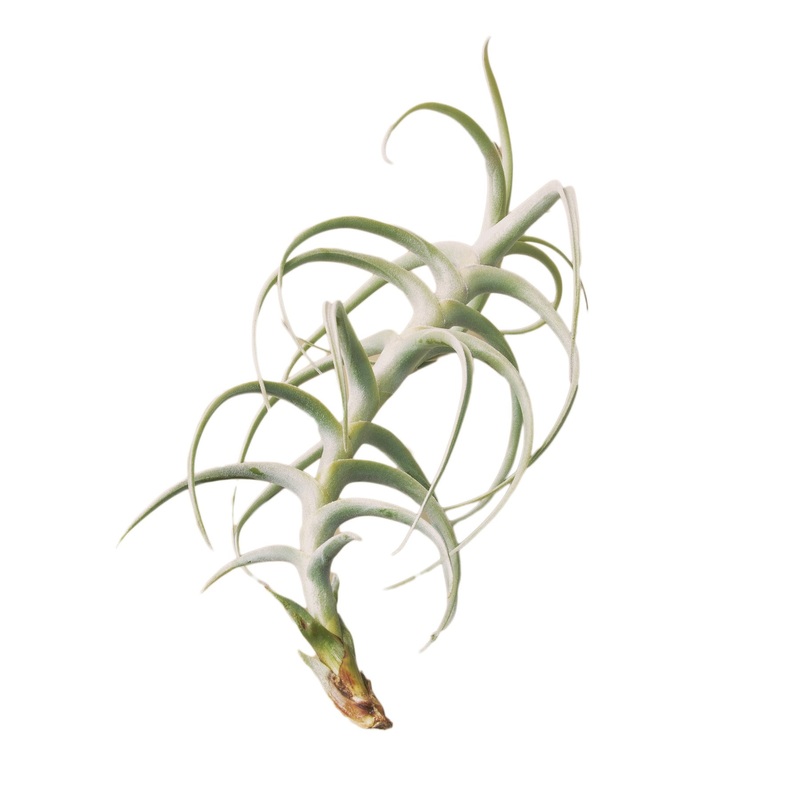 Air Plant ‘Paleacea X Tectorum’