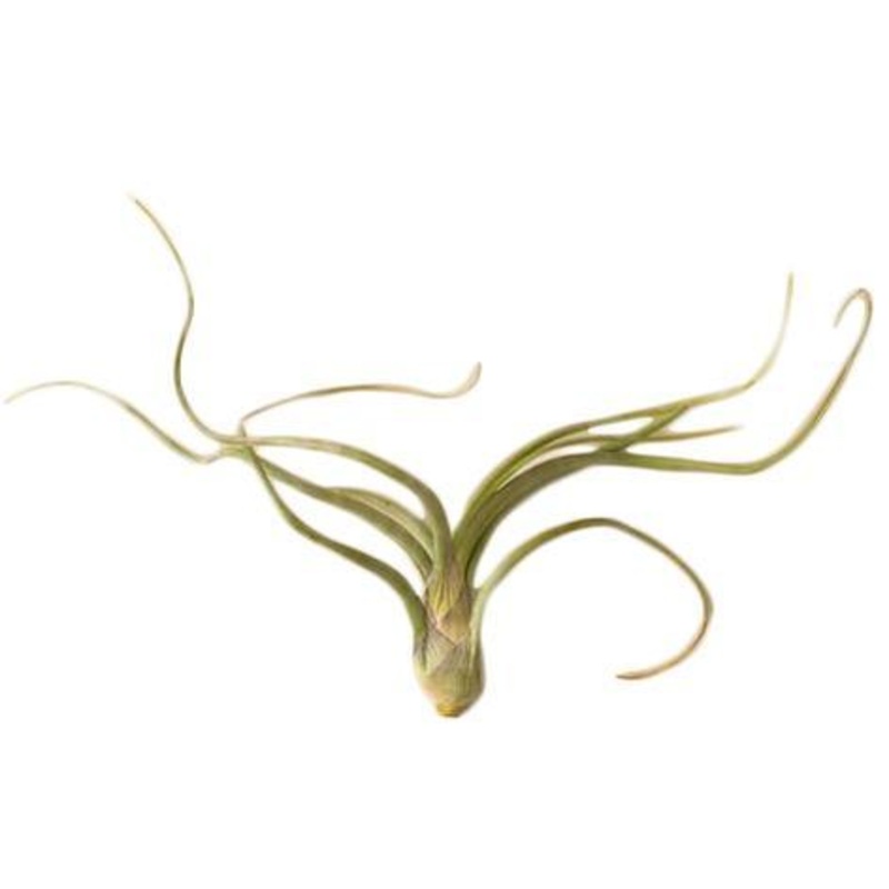 Air Plant ‘Pseudobaileyi’|1 Pack|5 Pack|10 Pack|25 Pack