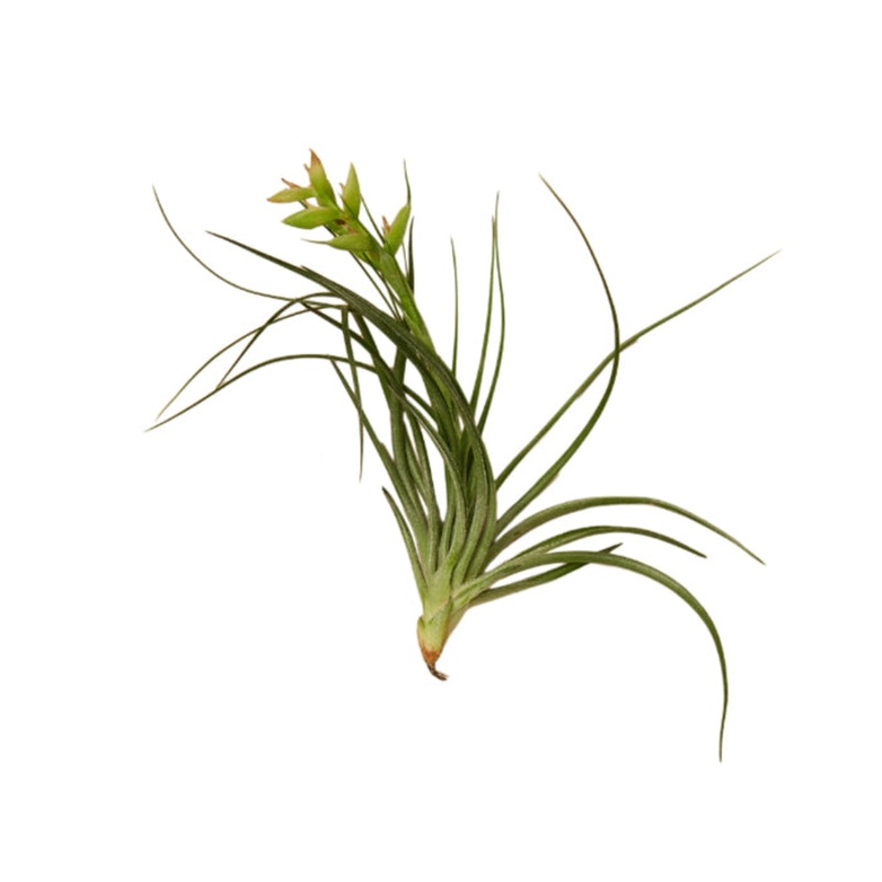 Air Plant ‘Stricta’|Pack of 1|Pack of 5|Pack of 10