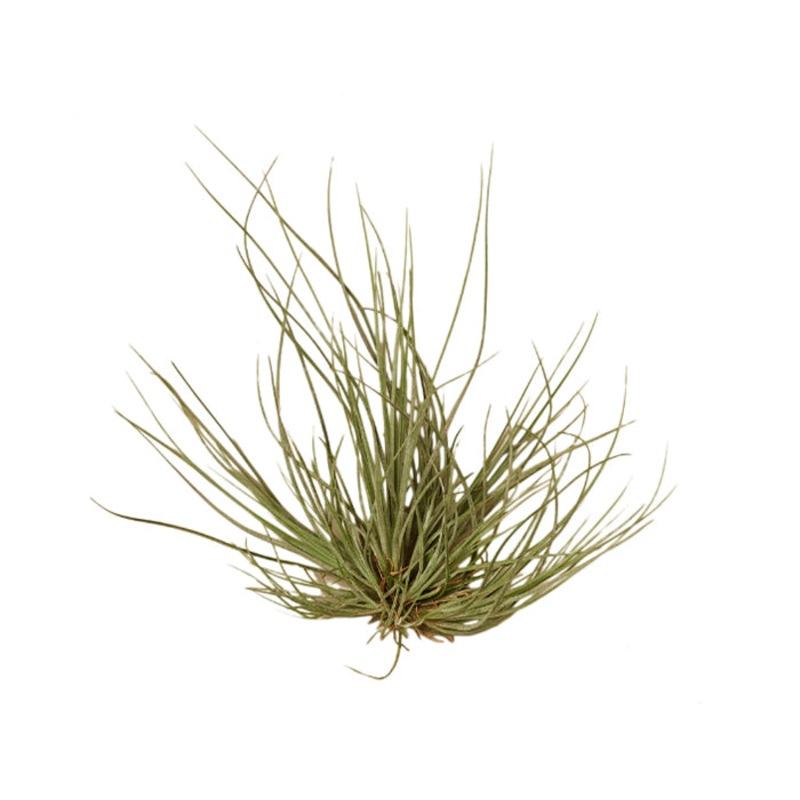 Air Plant ‘Tenuifolia’|Pack of 1|Pack of 5|Pack of 10|Pack of 25