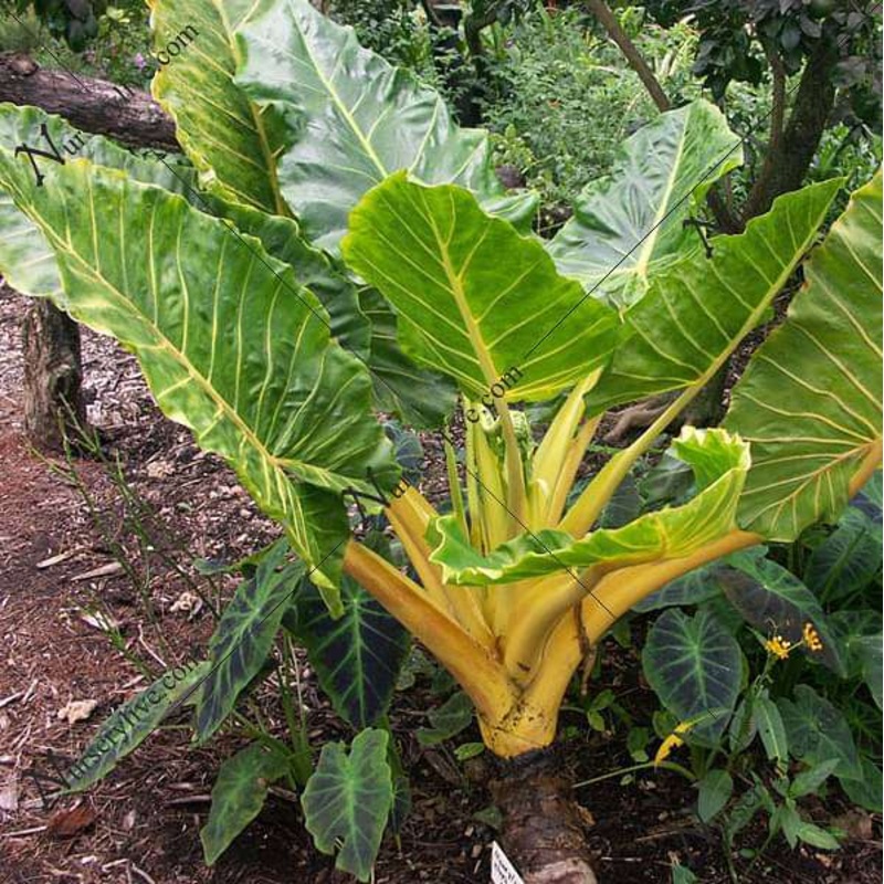 Alocasia macrorrhiza var lutea – Plant