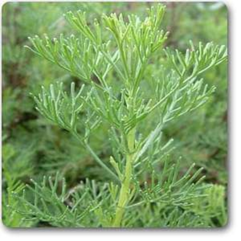 Artemisia abrotanum – Plant