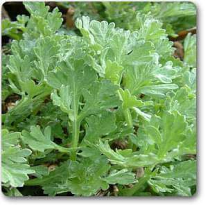 Artemisia absinthium – Plant