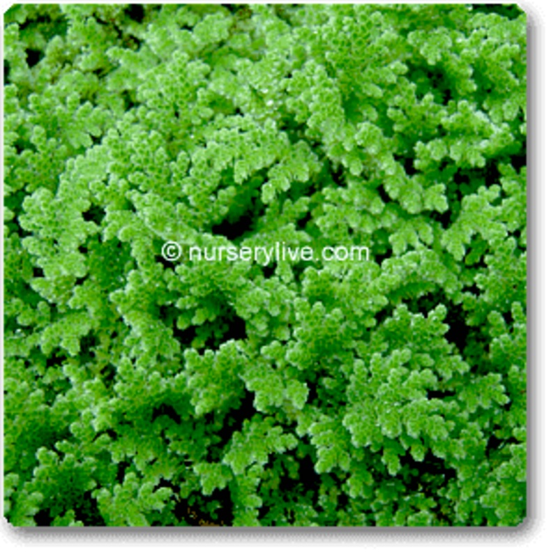 Azolla, Fairy Moss – Plant