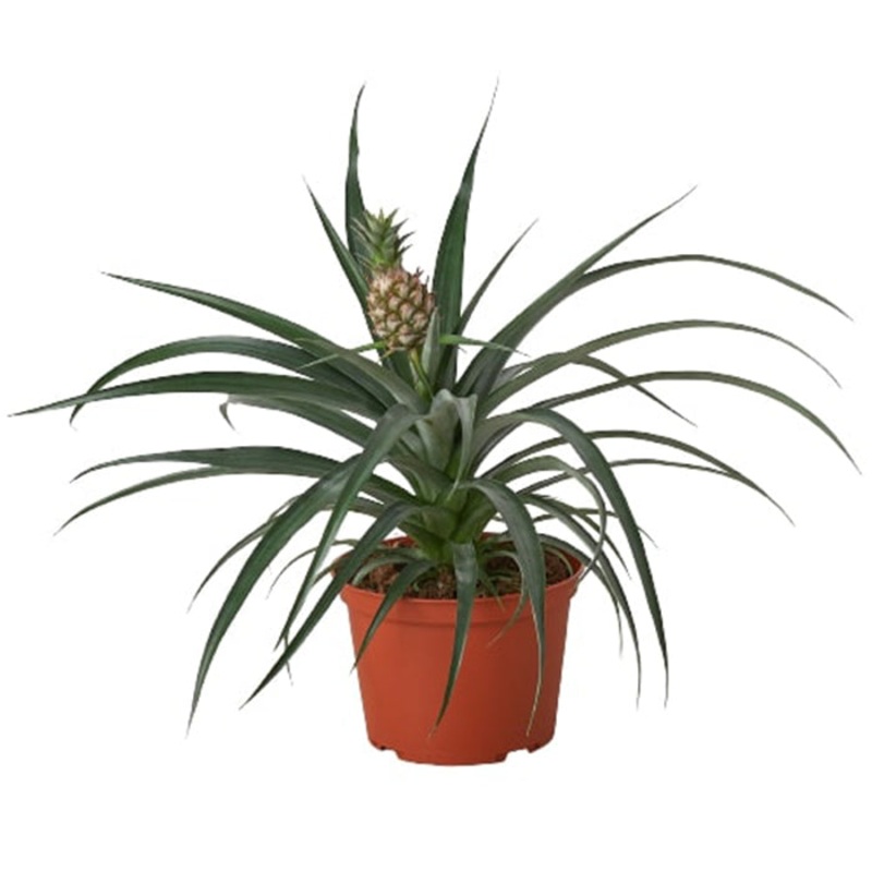 Bromeliad ‘Pineapple Yellow’