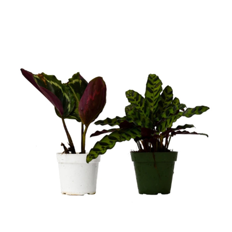 Calathea Variety Pack