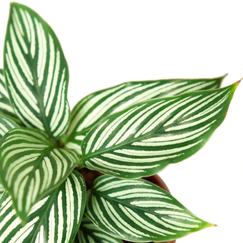 Calathea ‘Vittata’