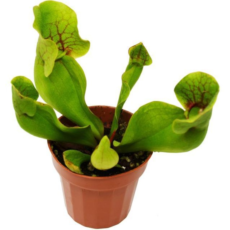 Carnivorous ‘Pitcher Plant’