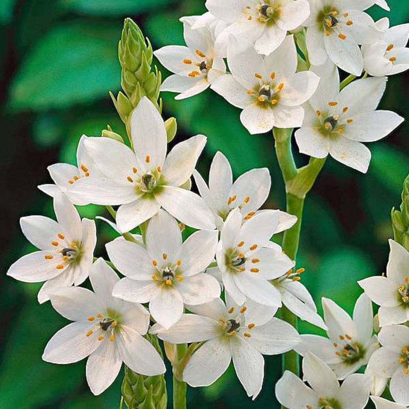 Chincherinchee, Ornithogalum (White) – Bulbs (set of 5)