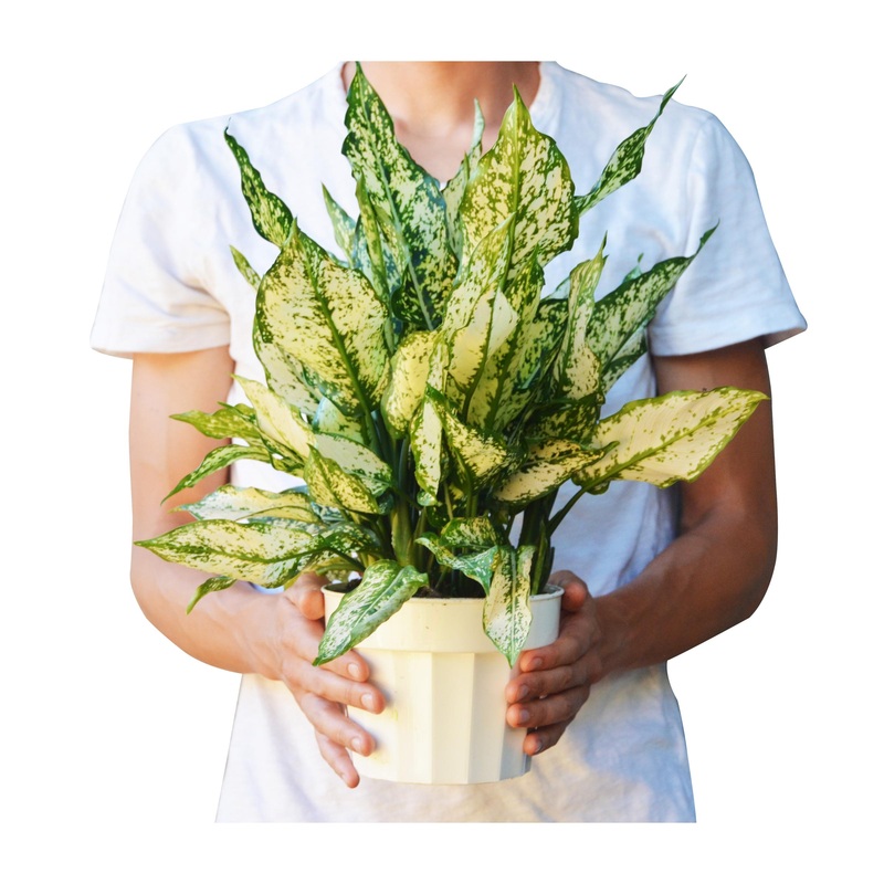 Chinese Evergreen ‘First Diamond’