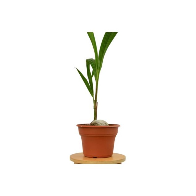 Coconut Palm