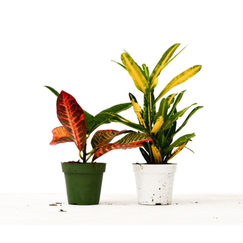 Croton Variety Bundle