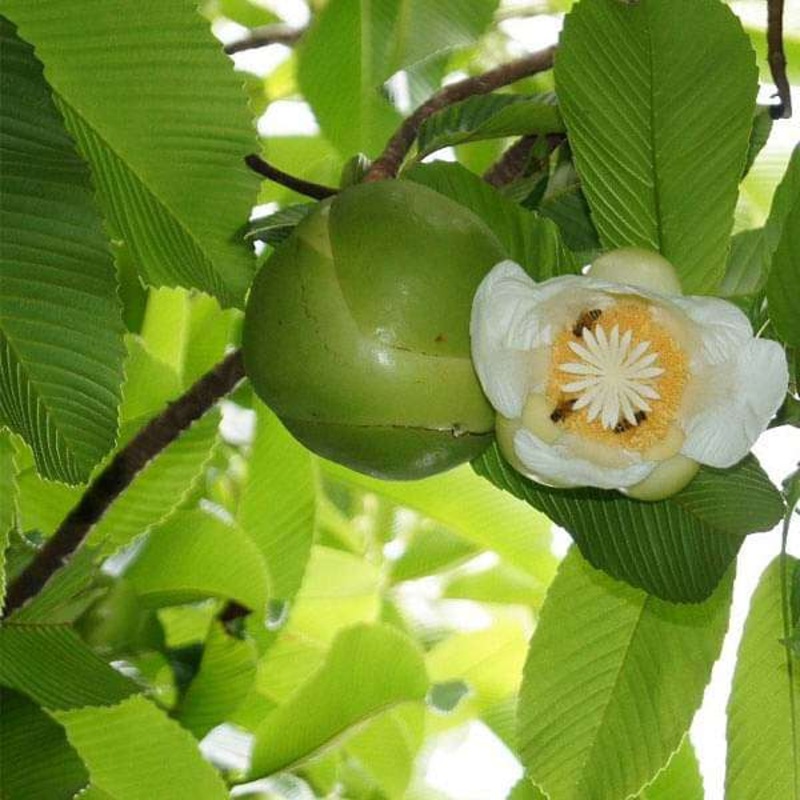Dillenia Indica, Elephant Apple – 0.5 kg Seeds