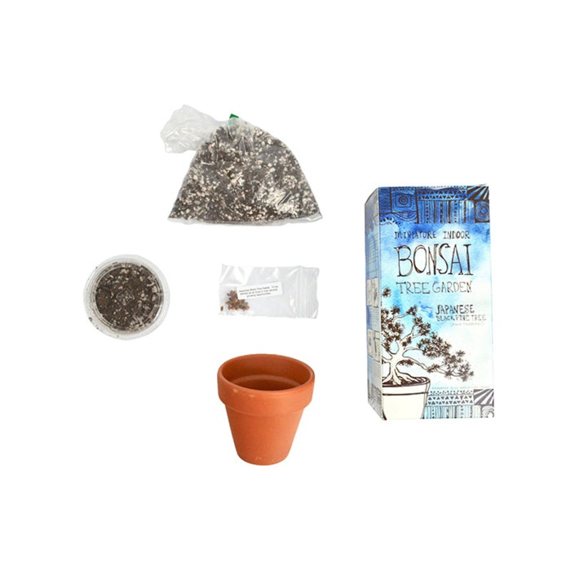 Diy Planting Kit – Japanese Black Pine Tree Bonsai