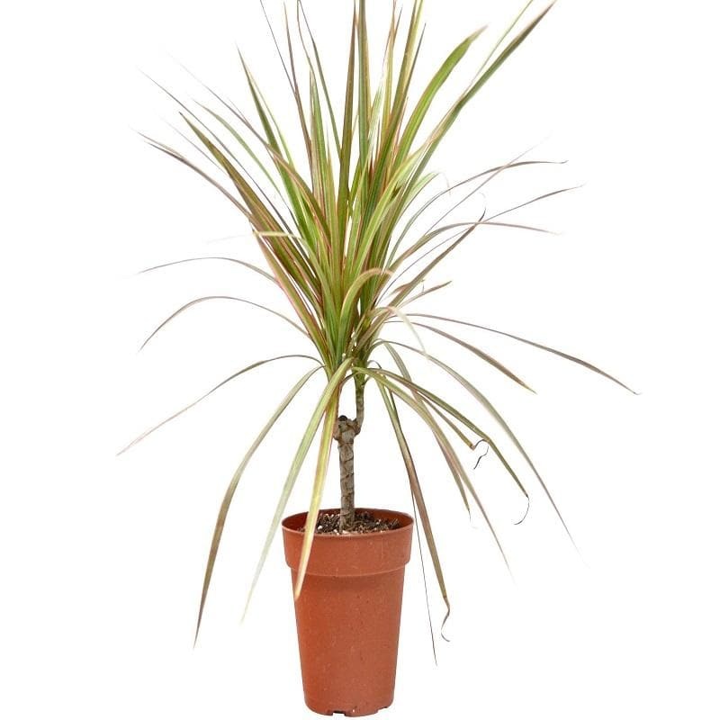 Dracaena ‘Red Margined’