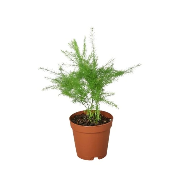 Fern ‘Asparagus’