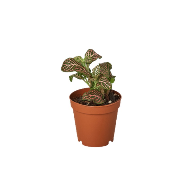 Fittonia ‘Pink’