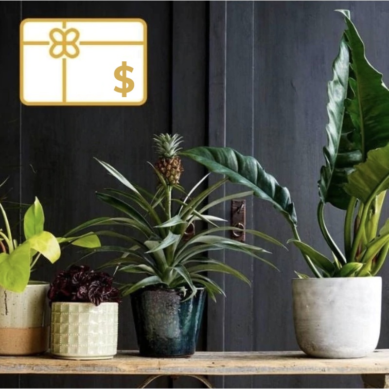 Gift Vouchers|$25.00 USD|$30.00 USD|$35.00 USD|$40.00 USD|$45.00 USD|$50.00 USD|$55.00 USD|$60.00 USD|$65.00 USD|$70.00 USD|$75.00 USD|$80.00 USD|$85.00 USD|$90.00 USD|$95.00 USD|$100.00 USD|$105.00 USD|$110.00 USD|$115.00 USD|$120.00 USD|$125.00 USD|$130