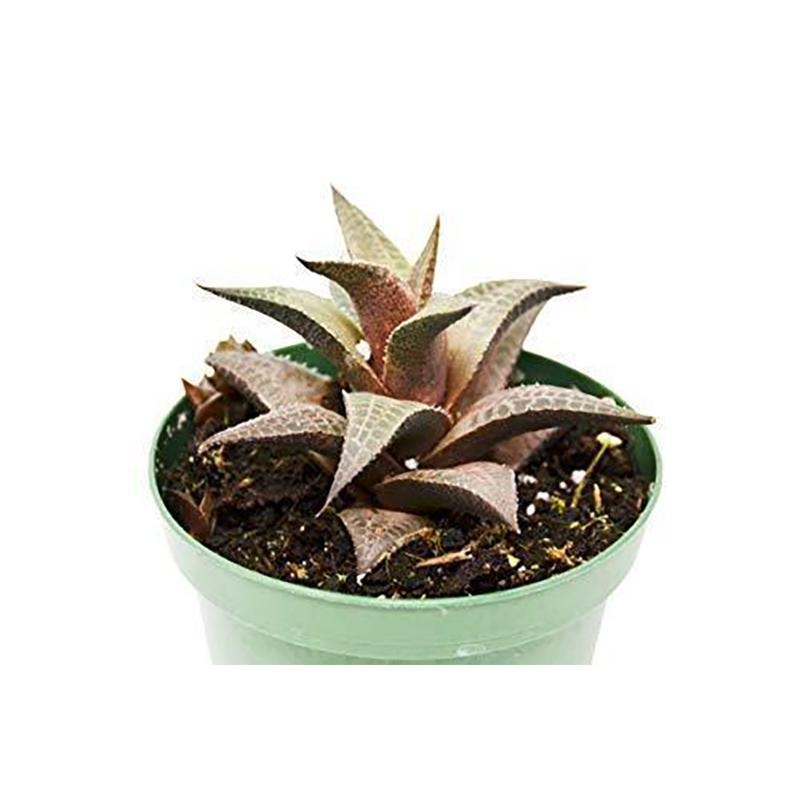 Haworthia ‘Venosa’