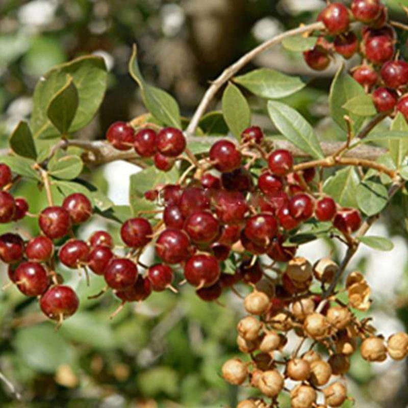 Lawsonia Alba, Hina, Mehndi – 0.5 kg Seeds