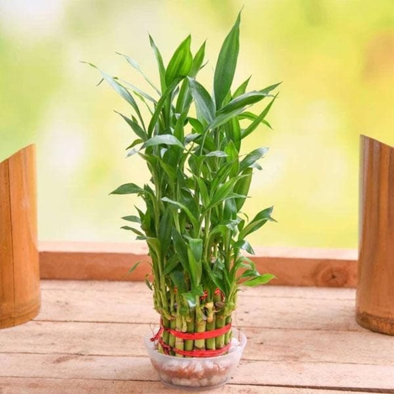 Lucky Bamboo – 5 Seeds