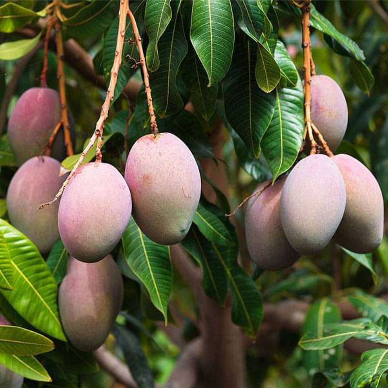 Mangifera Indica, Mango, Aam – 0.5 kg Seeds