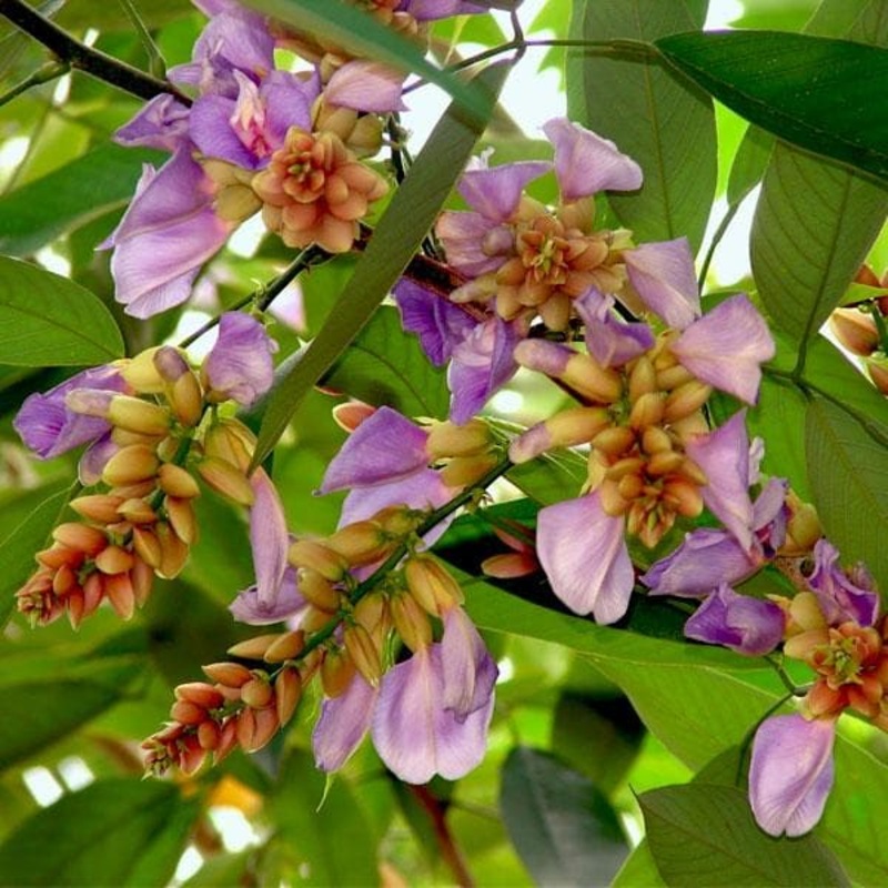Moulmein rosewood – Plant