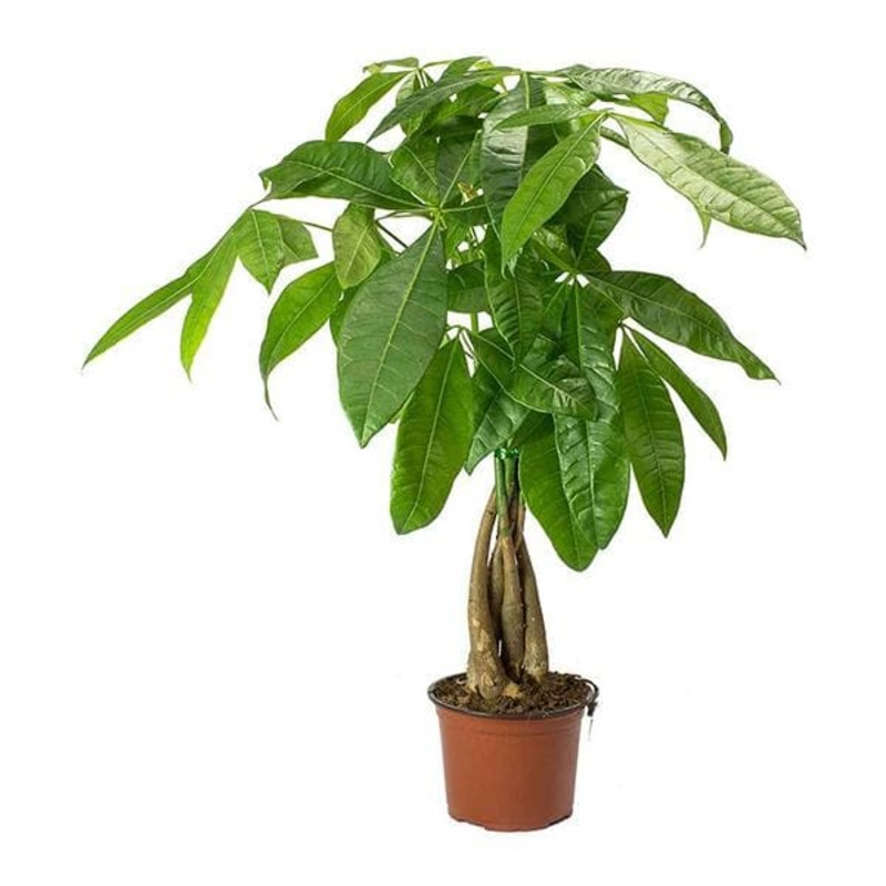Pachira Money Tree – Plant