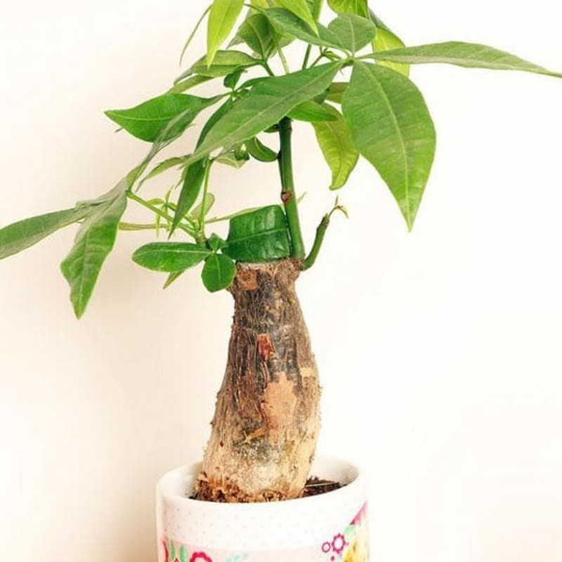 Pachira Single Bud – Plant