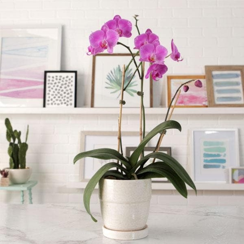 Phalaenopsis Orchid (Any variety, Pink) – Plant