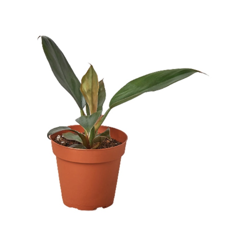 Philodendron ‘Black Cardinal’