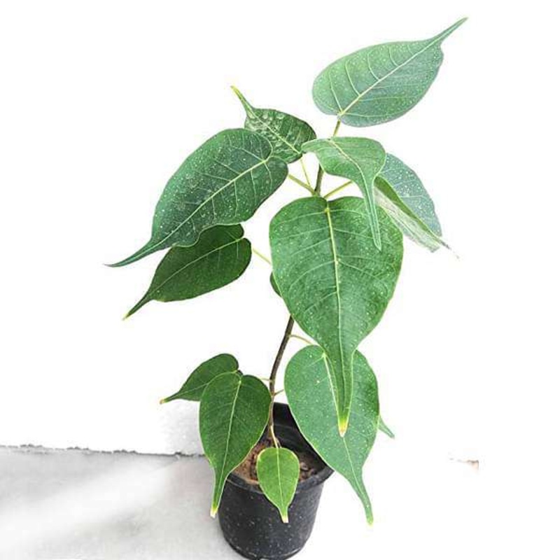 Pipal, Tree of Pushya Nakshatra, Cancer or Kark Rashi – Plant
