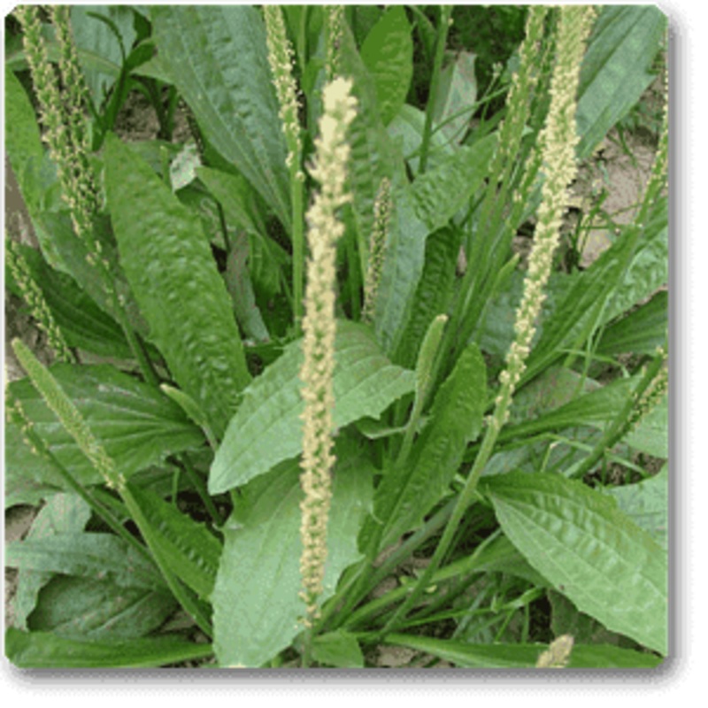Plantago spp. – Plant