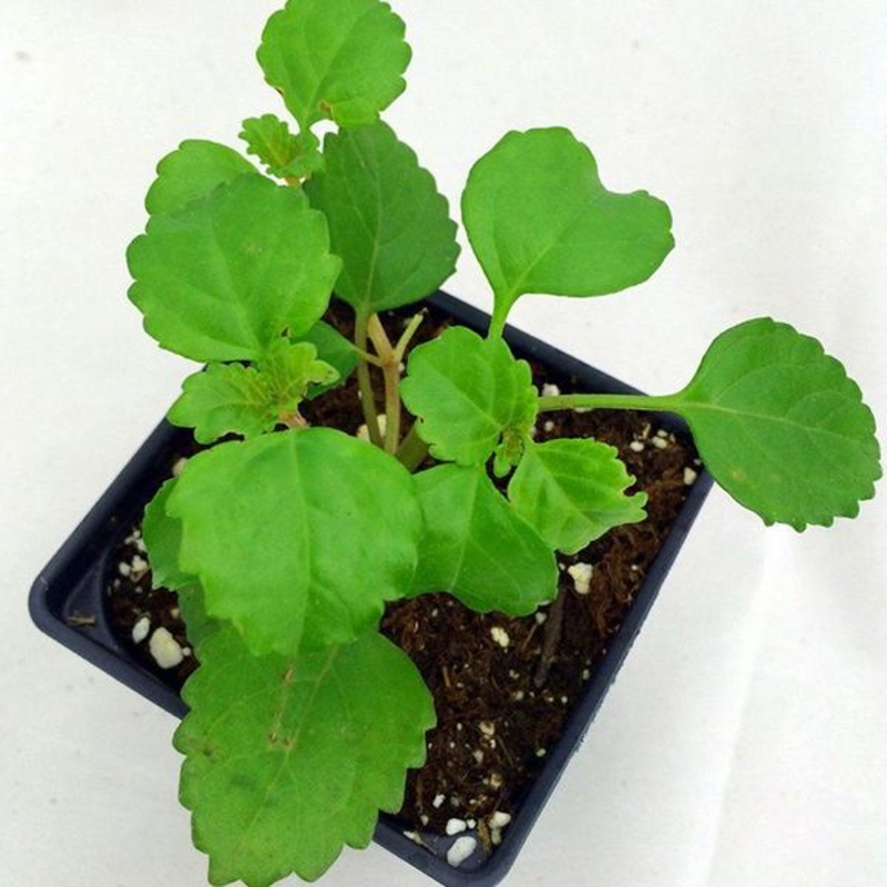Plectranthus Verticillatus, Swedish Ivy – Plant