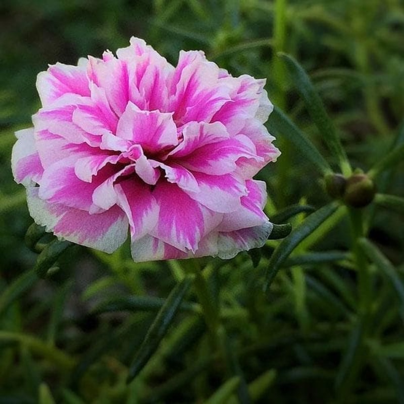 Portulaca, 9 O Clock (Pink, White) – Plant