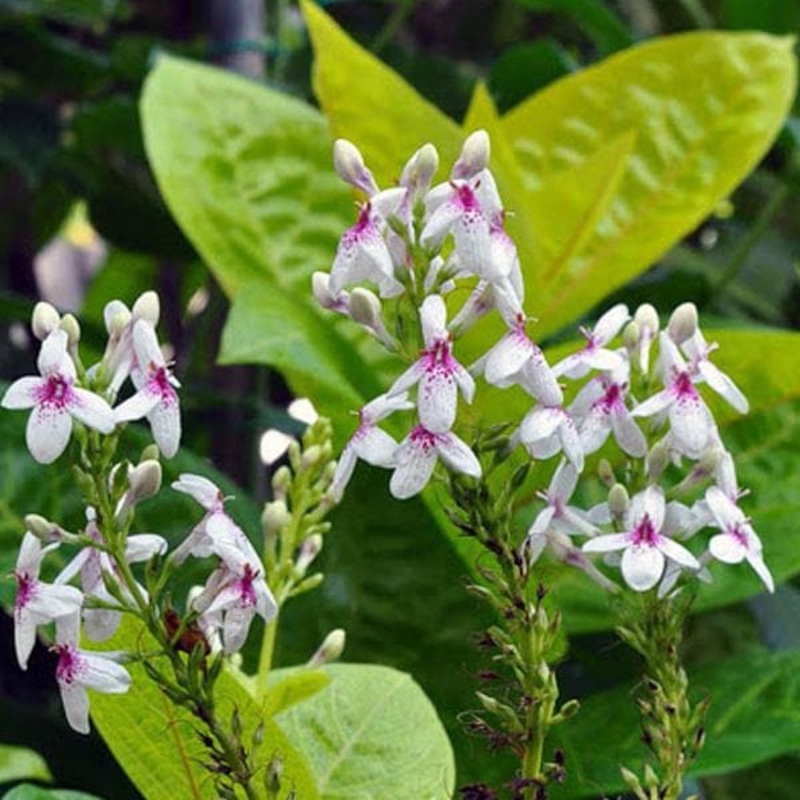 Pseudoeranthemum Reticulatum, Kodia Yellow – Plant