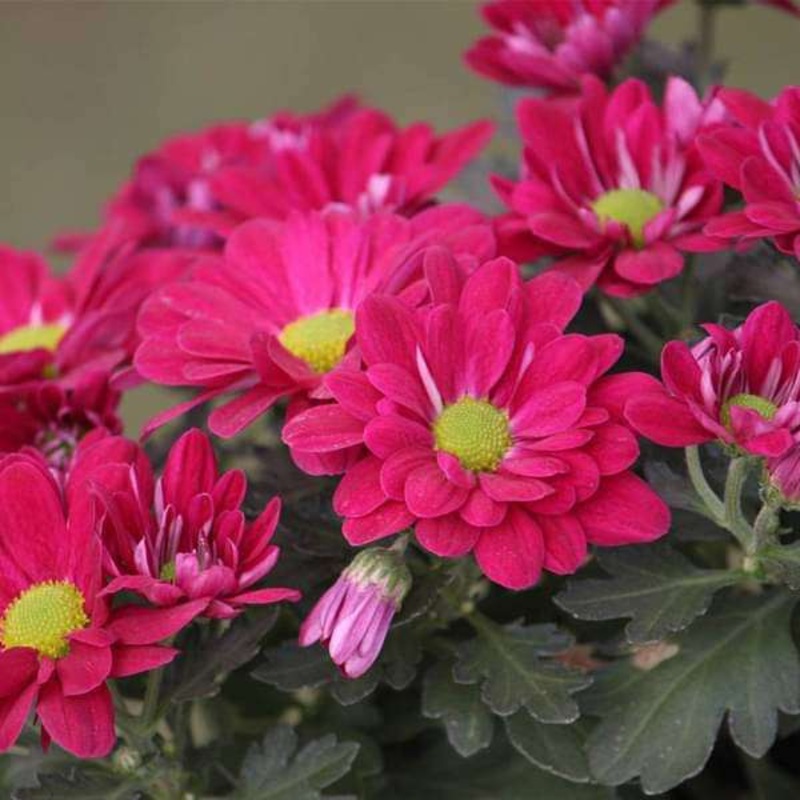 Shevanti, Chrysanthemum (Pink) – Plant