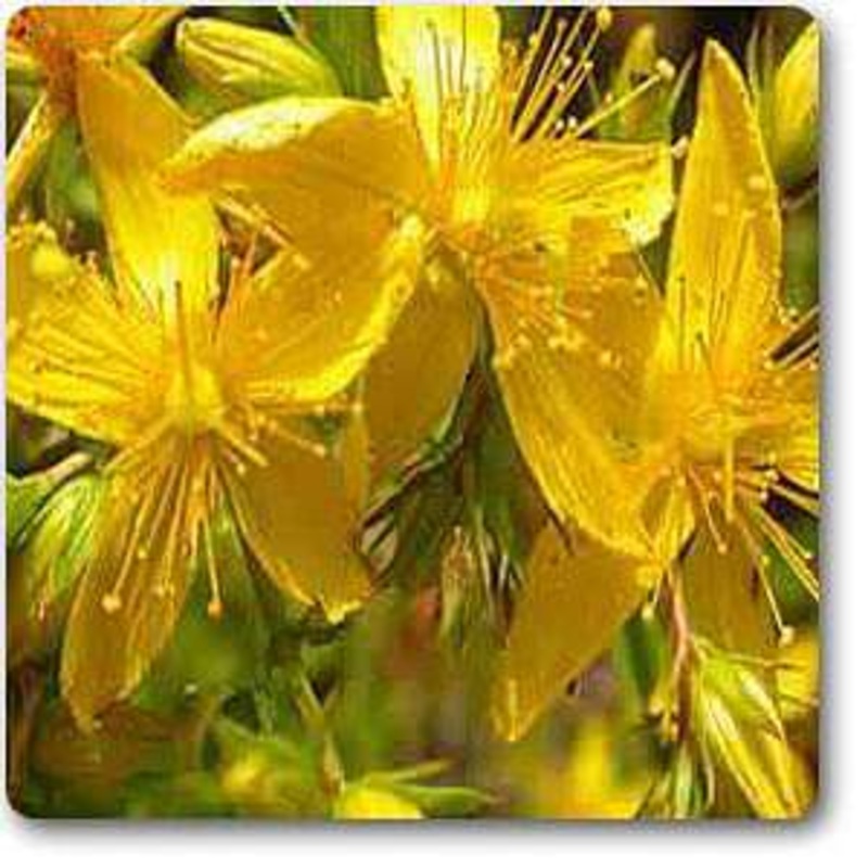 St. John’s Wort – Plant