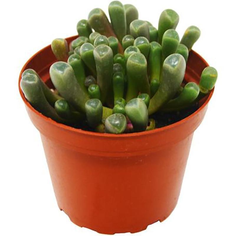 Succulent ‘Baby Toes’