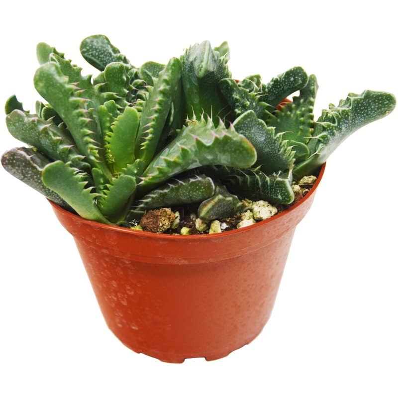 Succulent ‘Tiger Jaws’