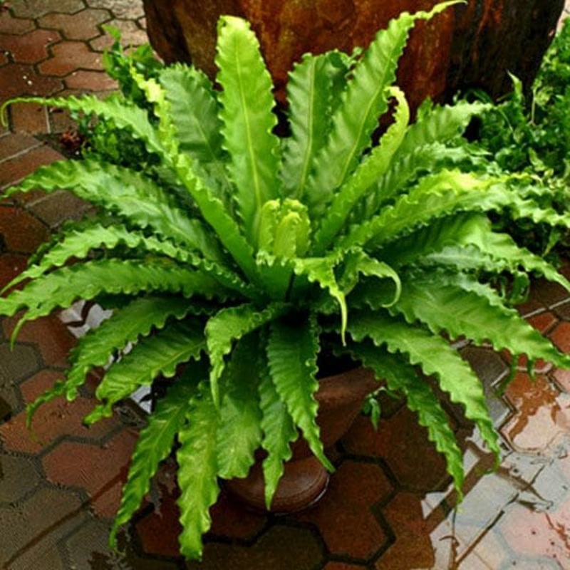 Victoria Bird Nest Fern, Asplenium Victoria – Plant