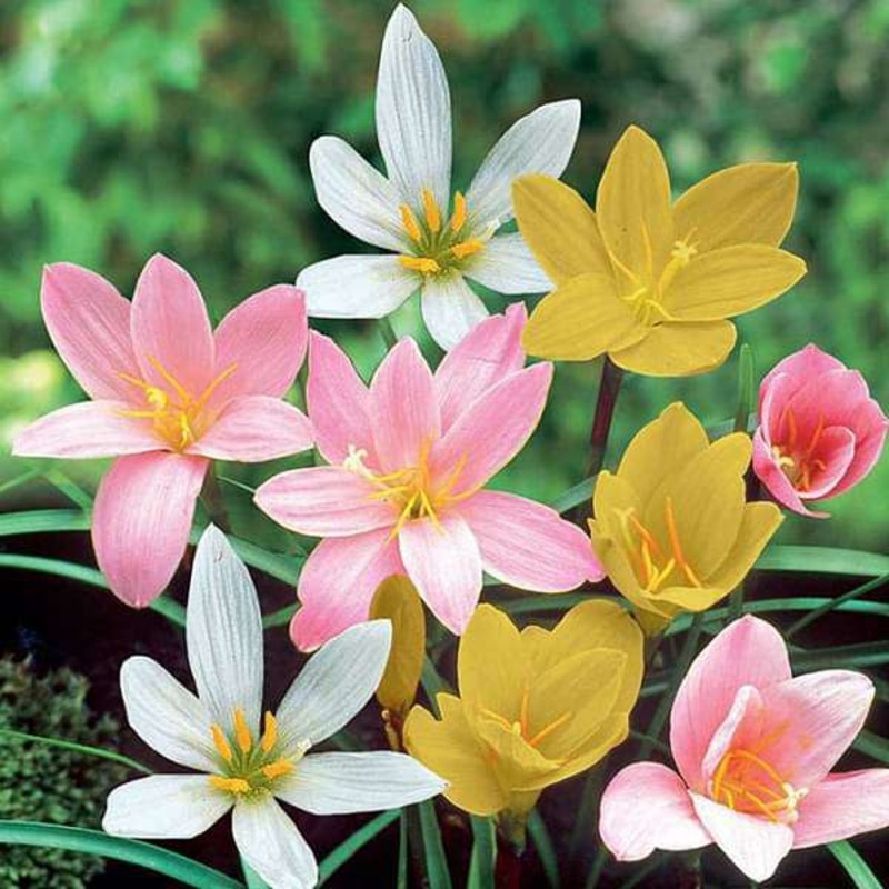 Zephyranthes Grandiflora, Rain Lily (Any Color) – Plant