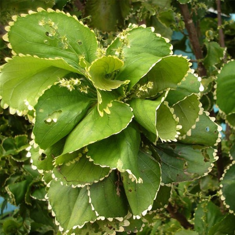Acalypha wilkesiana hoffmannii – Plant