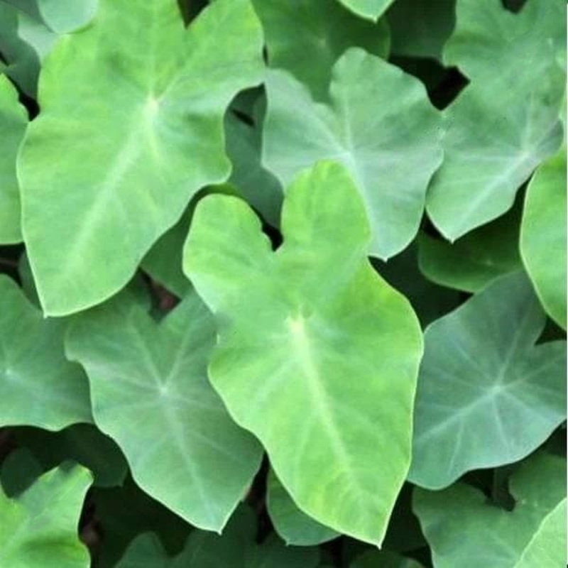 Alocasia esculata – Plant