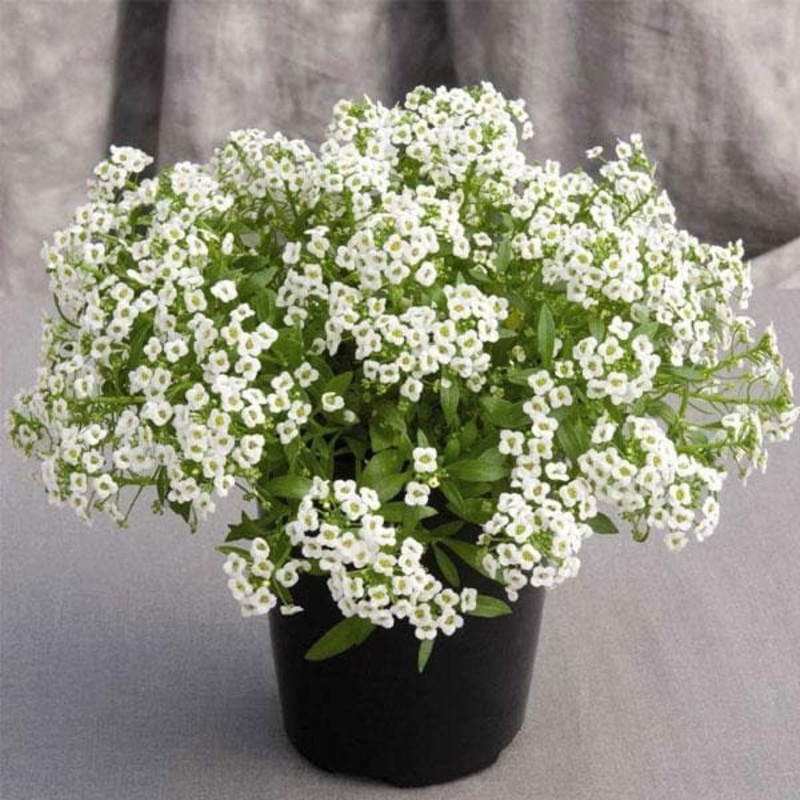 Alyssum (White) – Plant