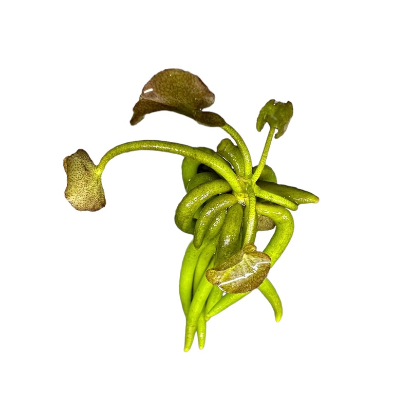 Banana Plant (Nymphoides Aquatica)