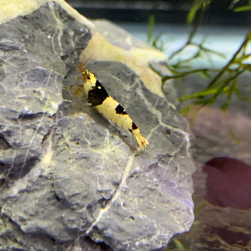 Black Crystal Shrimp (Neocaridina Sp.)