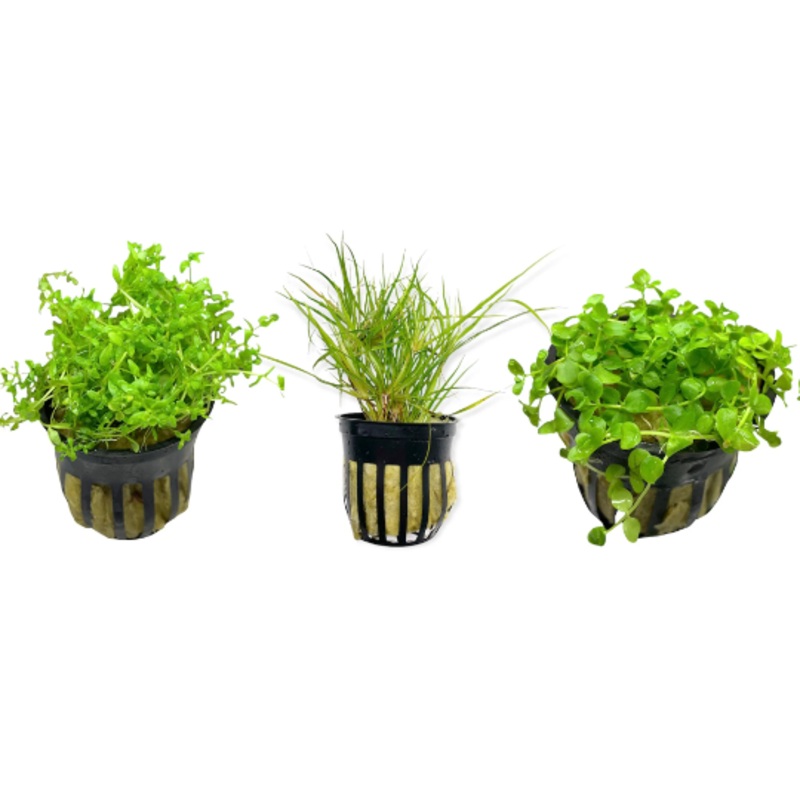 Foreground Beginner Bundle – 3 plants