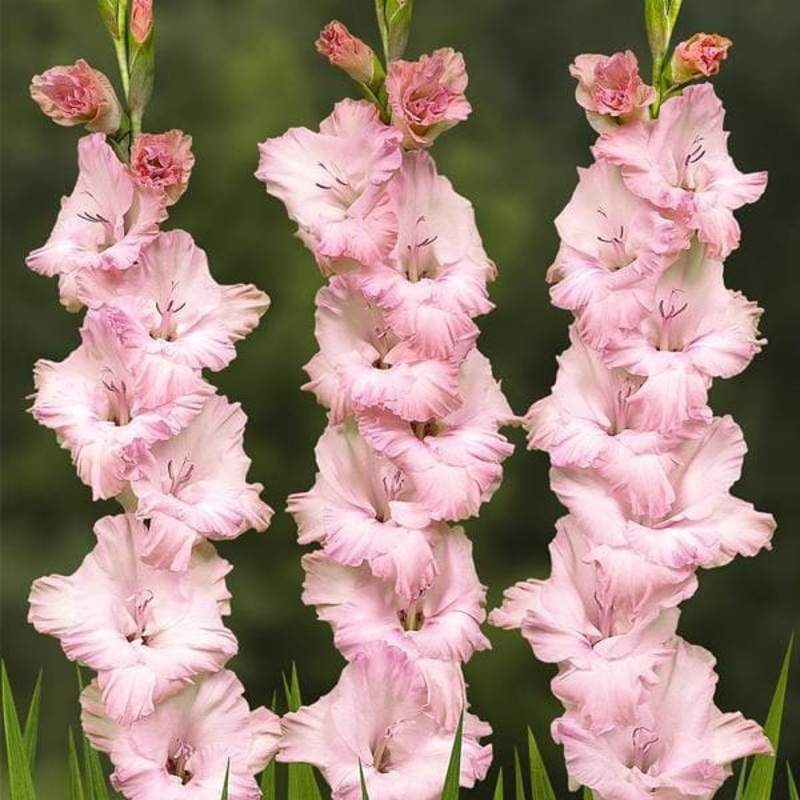 Gladiolus Night Mare (Pink) – Bulbs (set of 10)