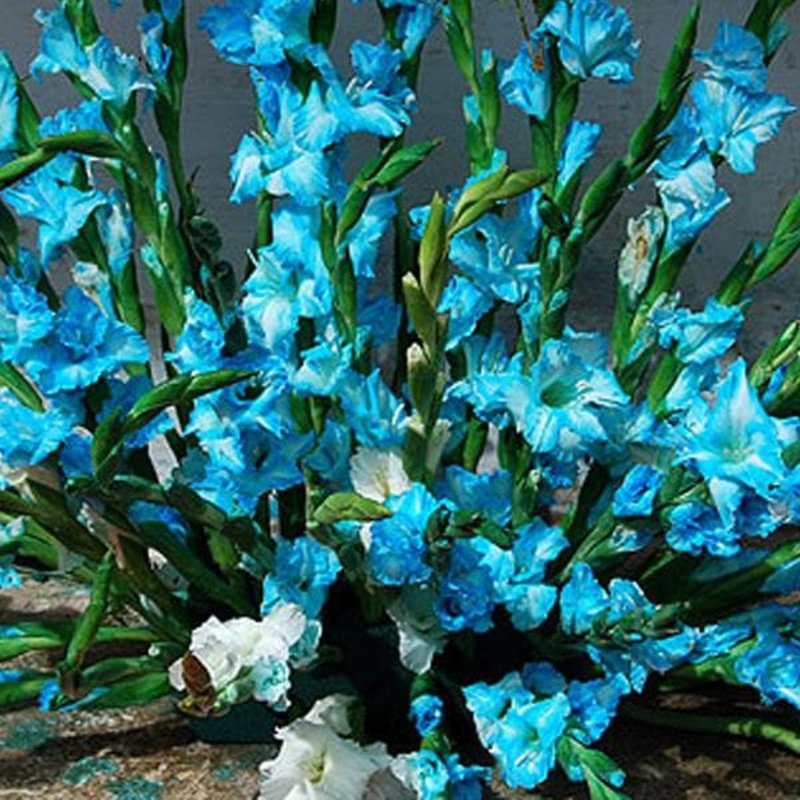 Gladiolus Tropic Sea (Sky Blue) – Bulbs (set of 10)